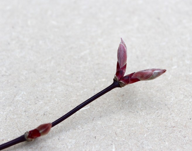 Acer bud | Wolves in London