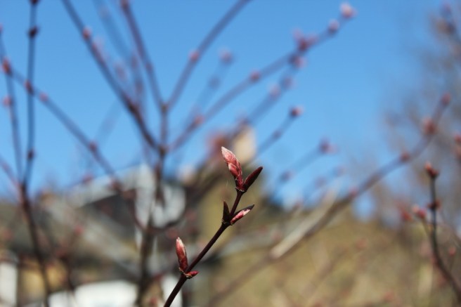 Acer in bud | Wolves in London