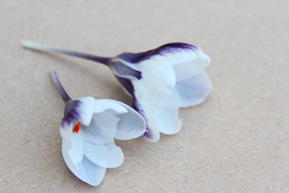 Garden moodboard: March | Wolves in London