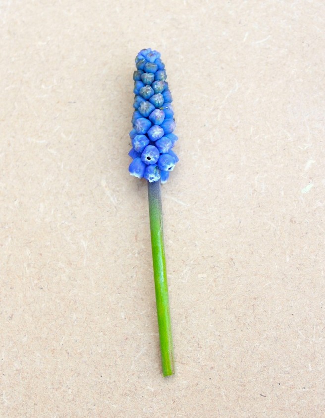 Grape hyacinth | Wolves in London
