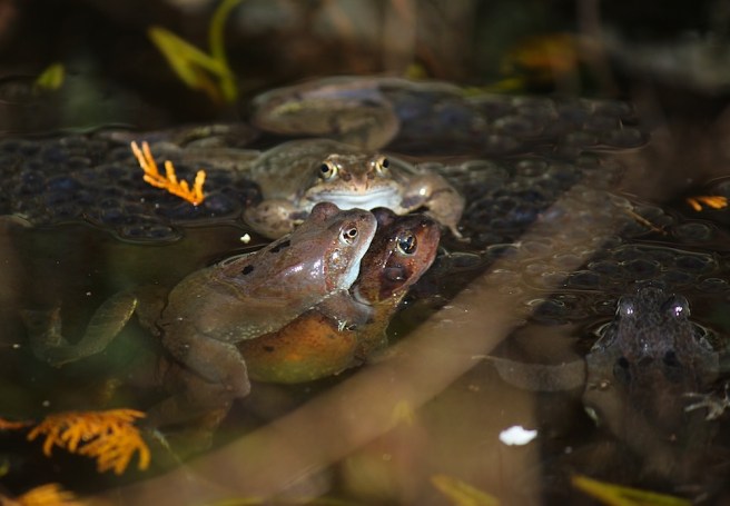 Mating frogs