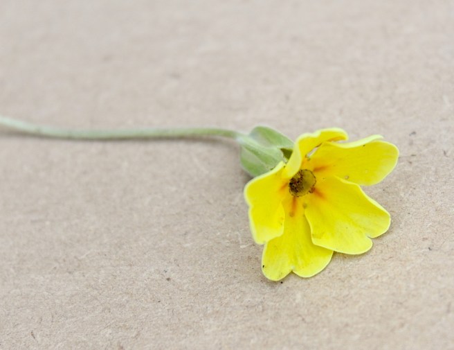 Primula | Wolves in London