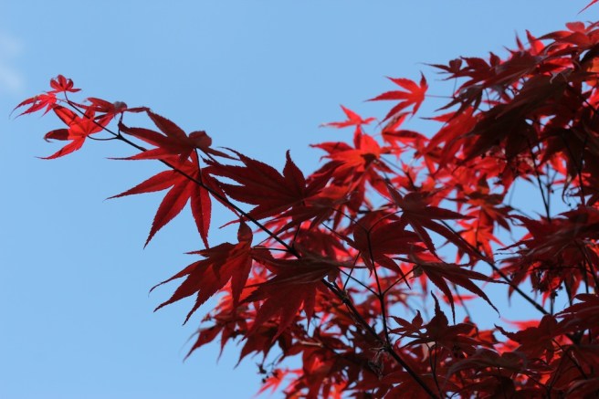 Acer | Wolves in London