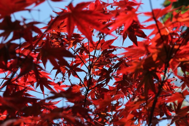 Acer | Wolves in London