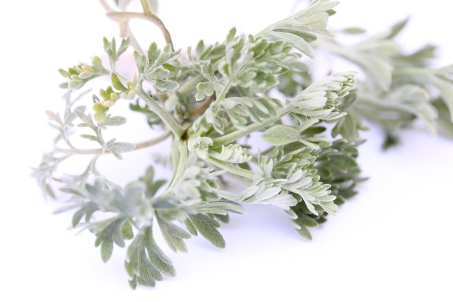 Artemisia | Wolves in London