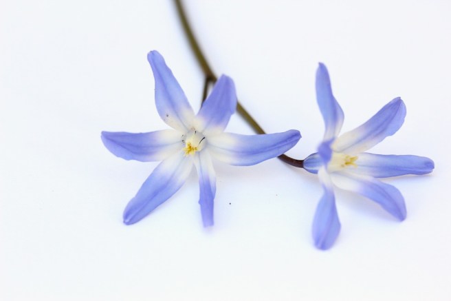 blue bulb | Wolves in London