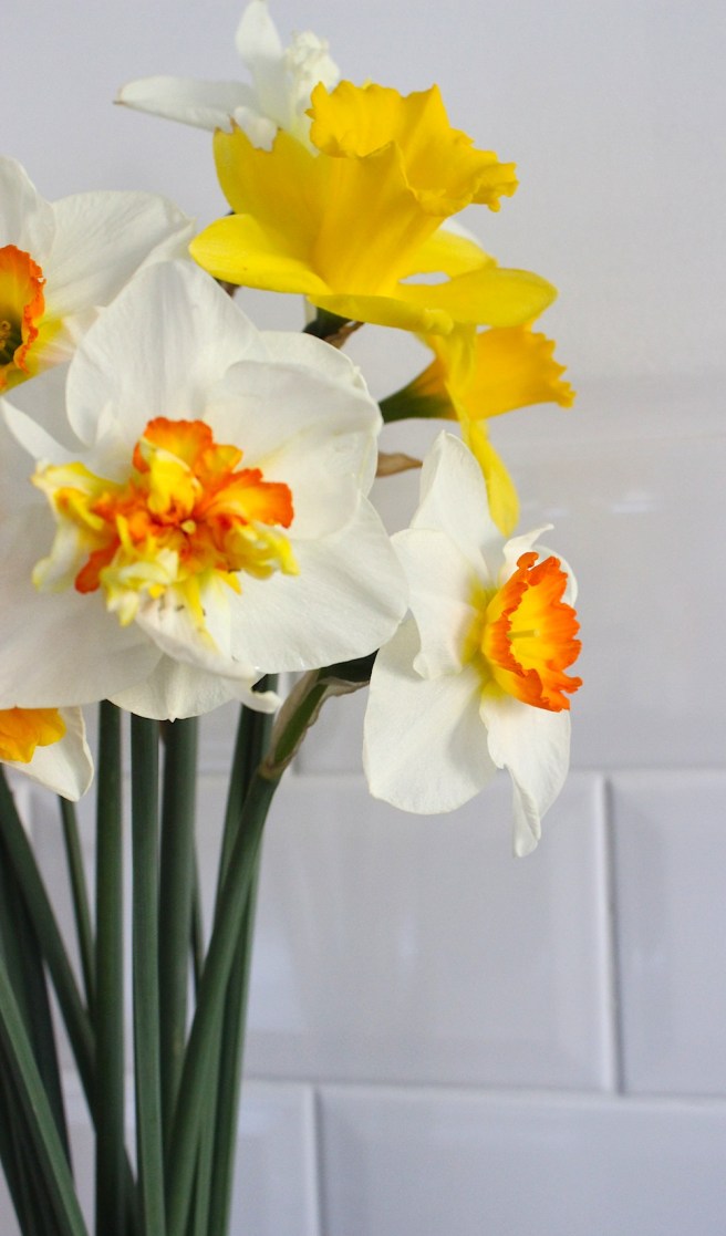 Daffodil bunch | Wolves in London