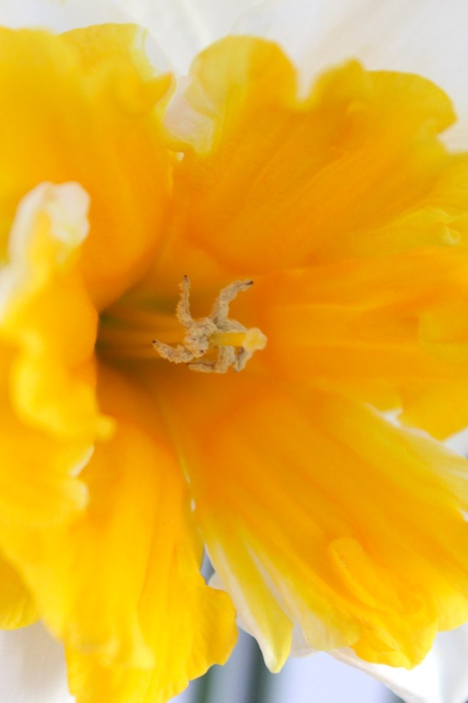 Daffodil | Wolves in London