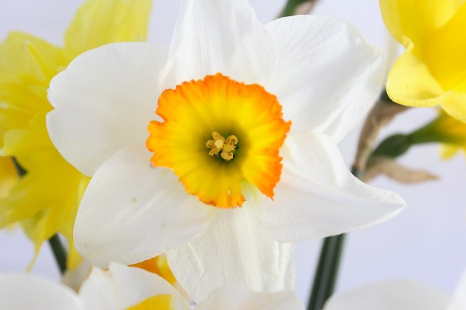 daffodil