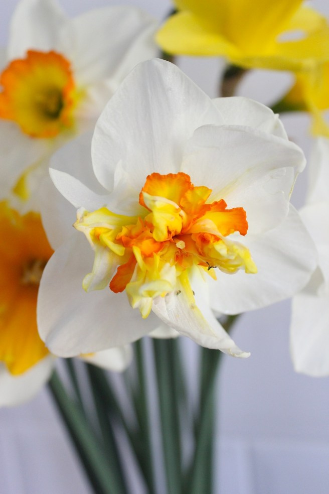 Daffodils | Wolves in London