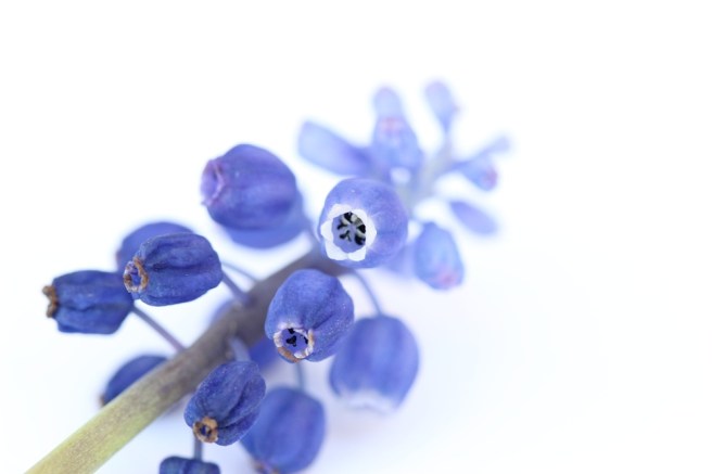 Grape hyacinth | Wolves in London