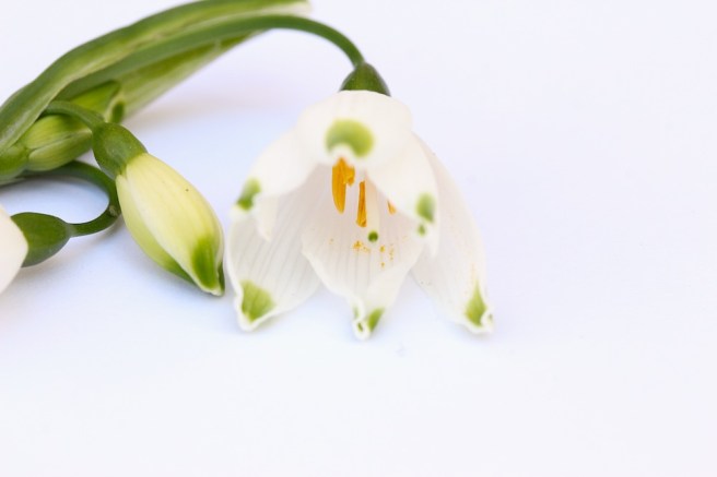 Leucojum aestivum | Wolves in London