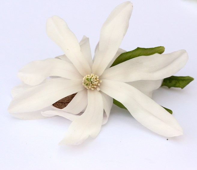 Magnolia stellata | Wolves in London