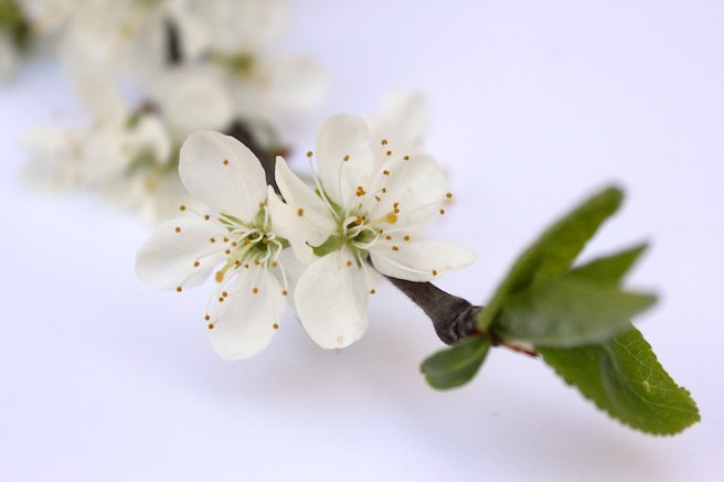 Plum blossom | Wolves in London