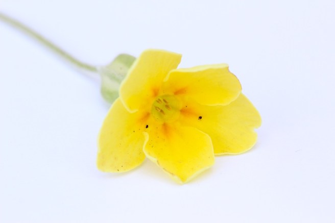 Primula | Wolves in London