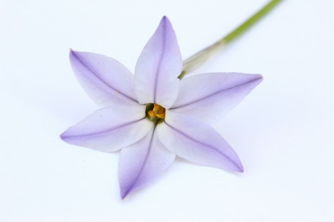 Purple flower | Wolves in London