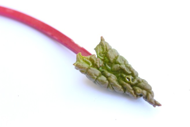 rhubarb | Wolves in London