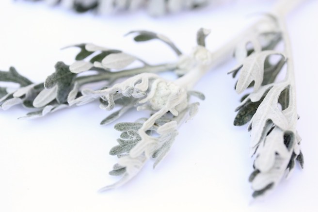 Senecio cineraria 'Silver Dust'