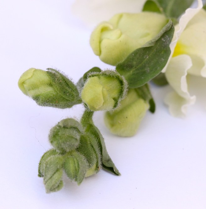 Snapdragon bud | Wolves in London