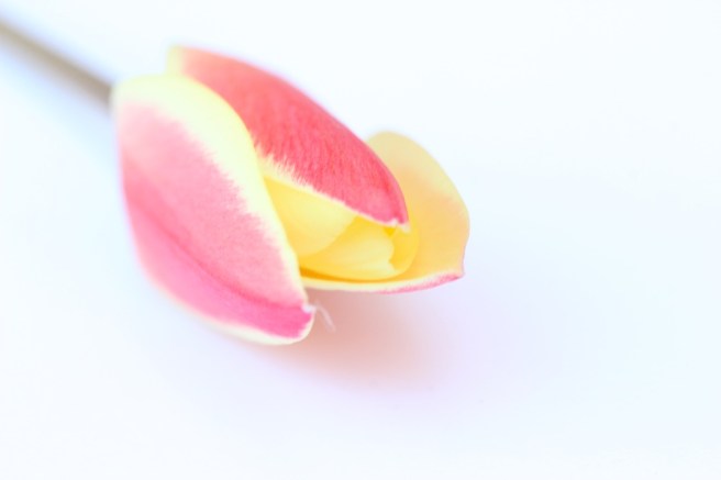 Tulip | Wolves in London