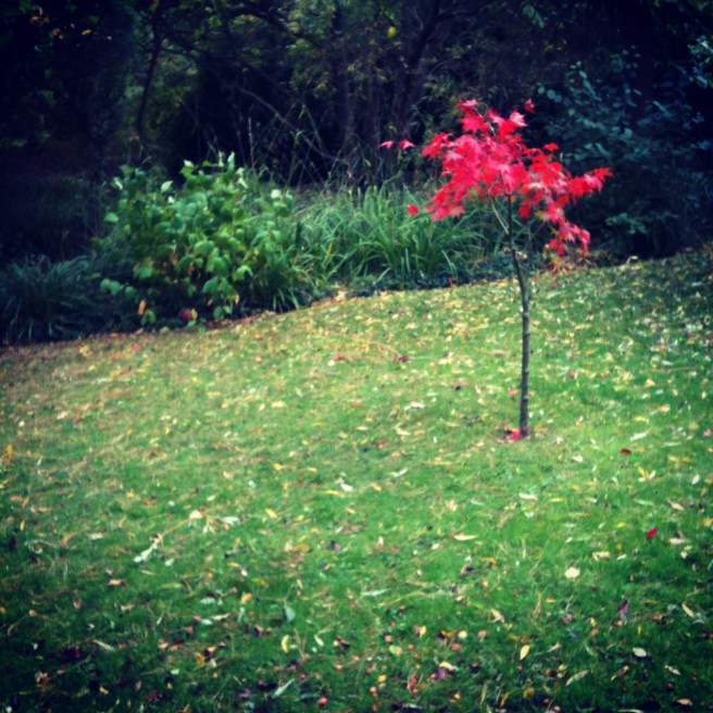 Acer | Wolves in London