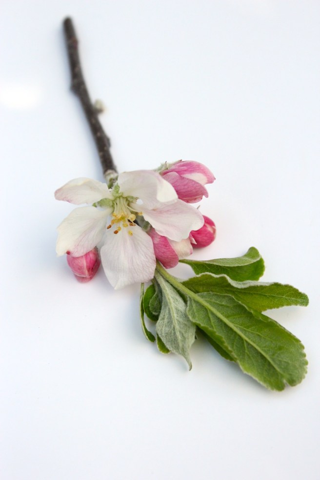 Apple blossom