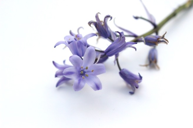 Bluebell
