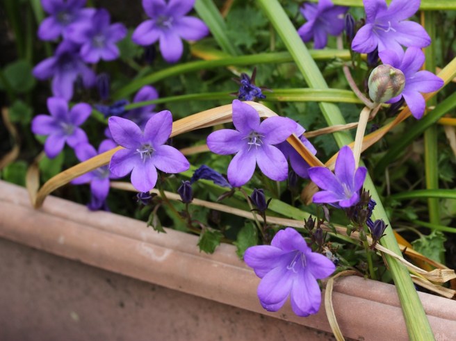 Campanula | Wolves in London