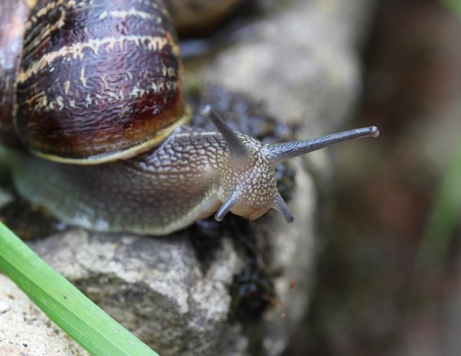 Snails | Wolves in London