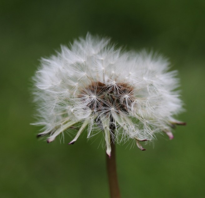 Dandelion head | Wolves in London