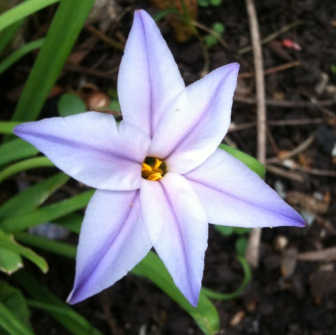 Flower | Wolves in London