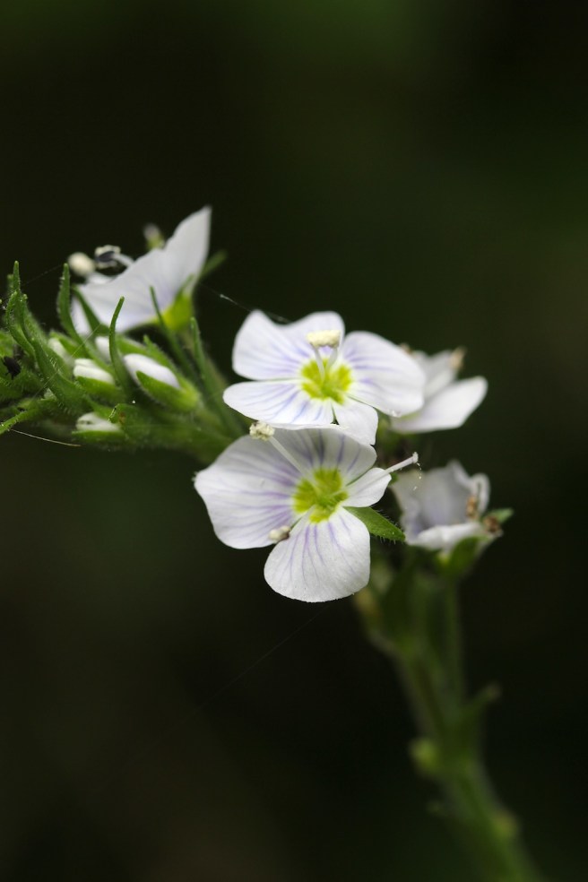 Flowers | Wolves in London