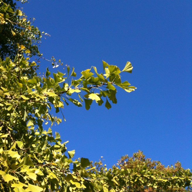 Gingko biloba | Wolves in London