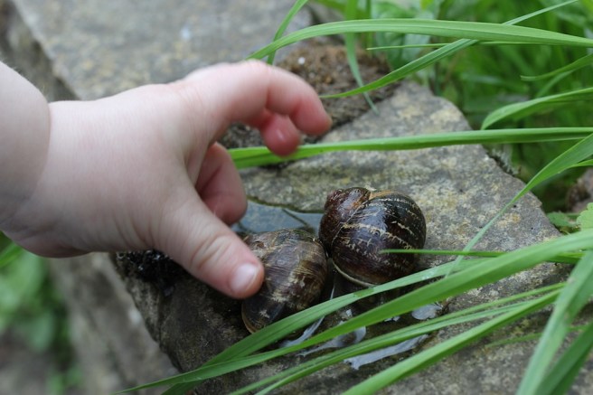 Snails | Wolves in London