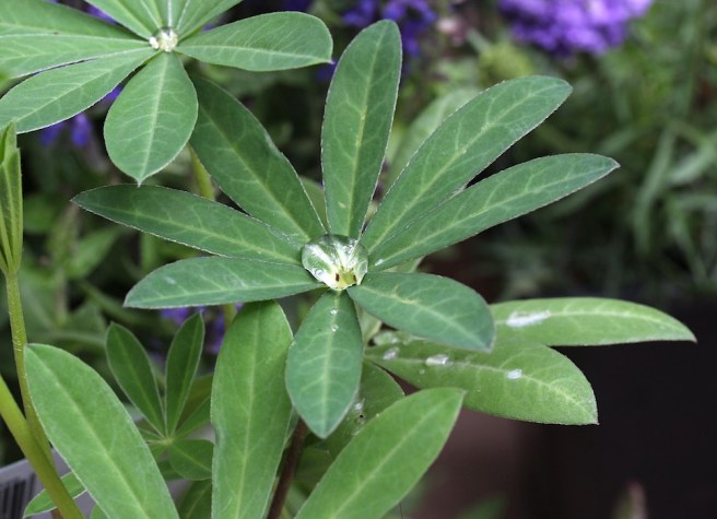 Lupin leaves | Wolves in London