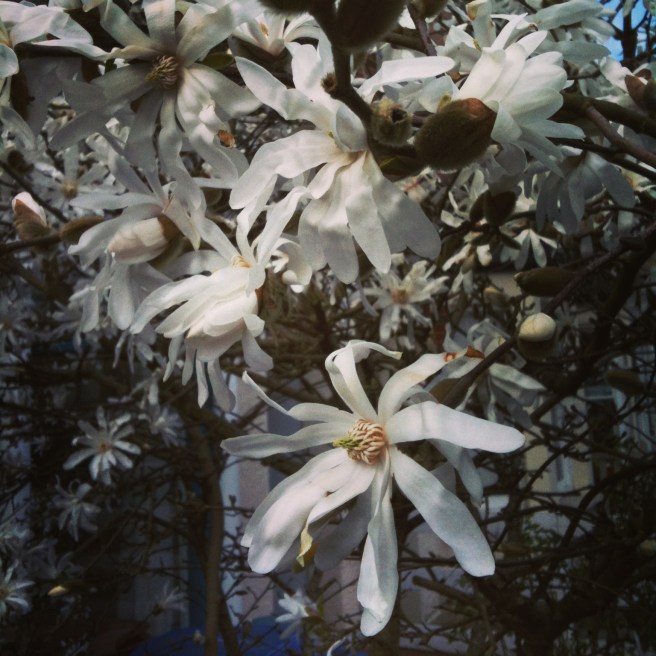 Magnolia stellata | Wolves in London