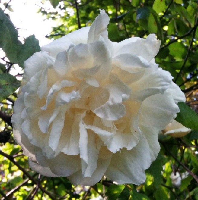 Rose | Wolves in London