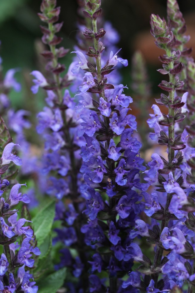 Salvia | Wolves in London