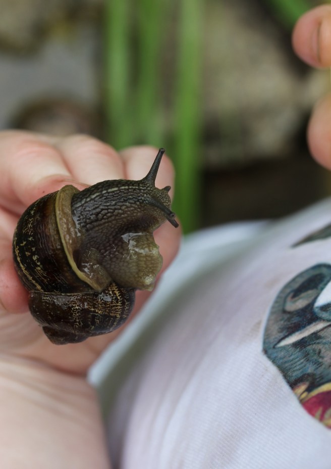 Snails | Wolves in London