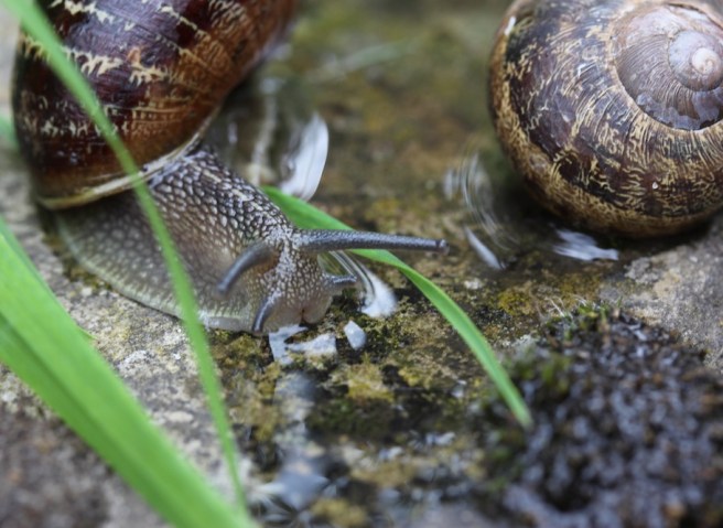 Snails | Wolves in London