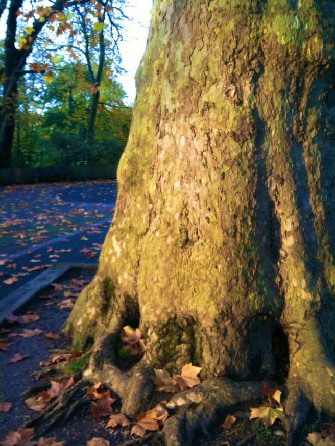 Tree trunk | Wolves in London