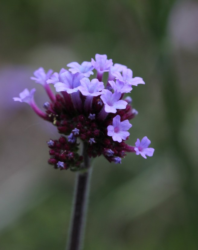 Verbena bonariensis | Wolves in London