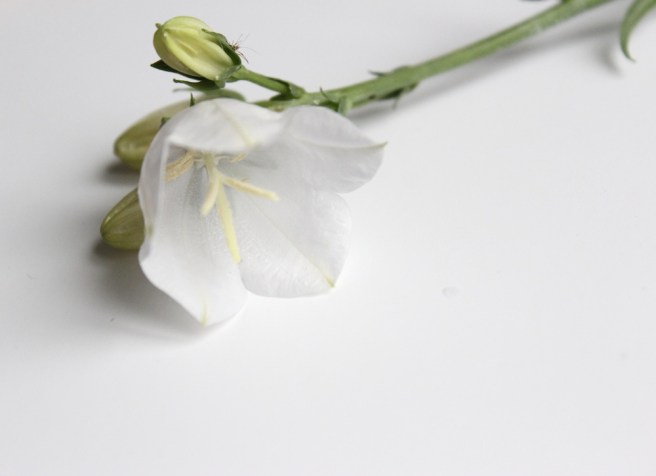 Flower | Wolves in London