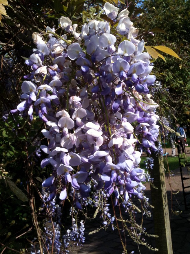 wisteria | Wolves in London