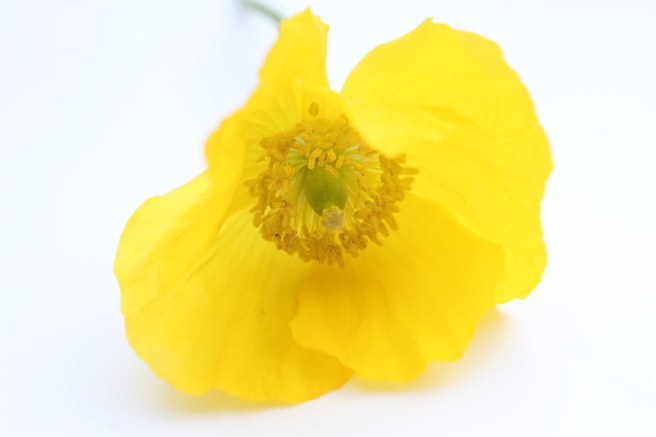 Yellow poppy