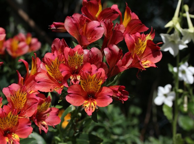 Alstroemeria | Wolves in London