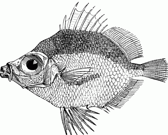 Boarfish illustration