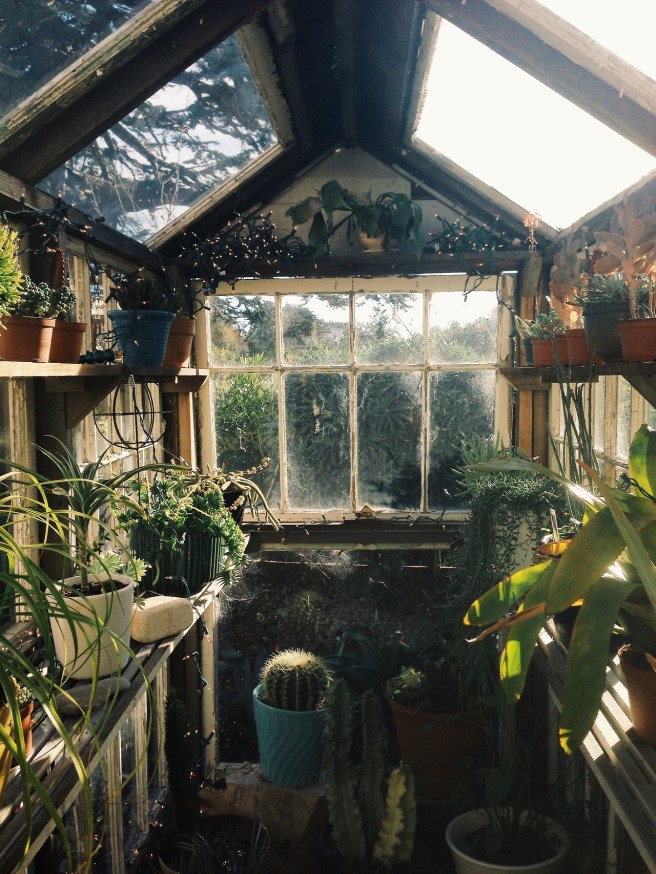 Cactus greenhouse with fairylights
