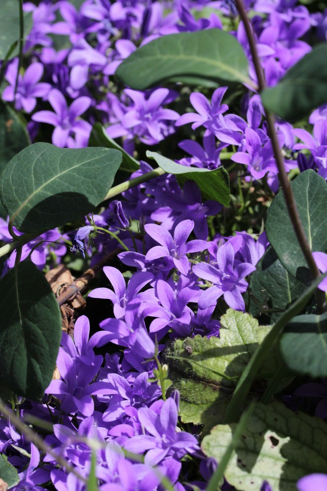 Campanula | Wolves in London