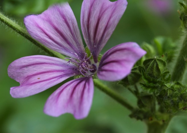 Geranium | Wolves in London